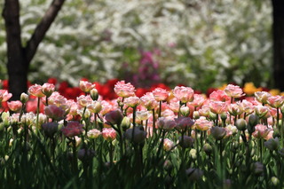 7DK_0905.JPG