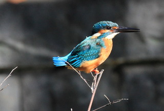 7DK_2917.JPG