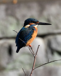 7DK_2927.JPG