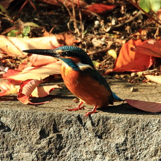 7DK_7080.JPG
