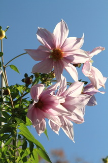 7DK_7107.JPG