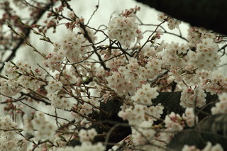 7DK_8257.JPG