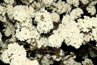 7DK_8387.JPG