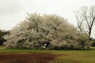 7DK_8420.JPG