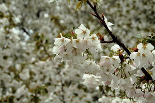 7DK_8431.JPG