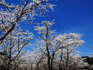 IMG_8617.JPG
