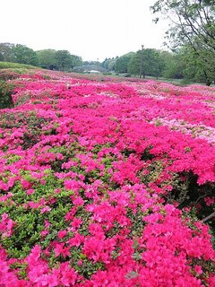 IMG_9578.JPG