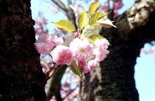 img220s.JPG