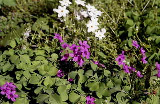 img229s.JPG