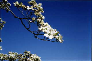 img240s.JPG