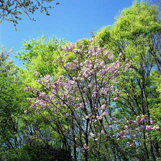 img251s.JPG
