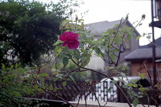 img300.JPG