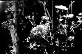 img338s.JPG