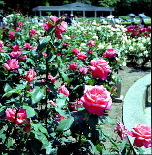img423s.JPG