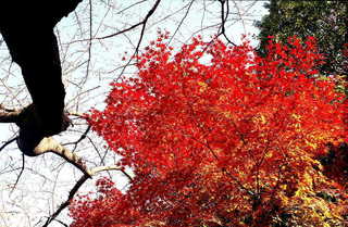 img516s.JPG