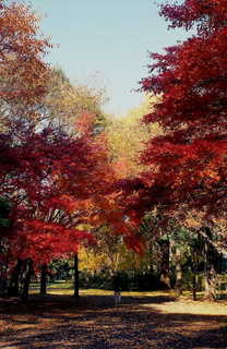 img534s.JPG