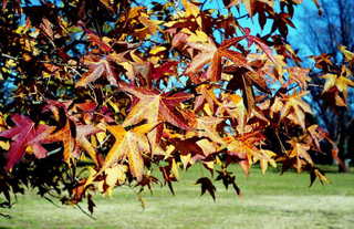 img541s.JPG