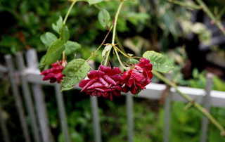 img710al.JPG