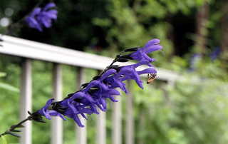 img723al.JPG